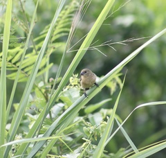 Sporophila morelleti