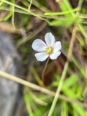 Drosera capillaris