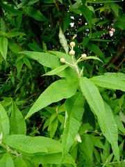 Buddleja globosa