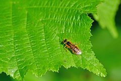 Pamphilius marginatus
