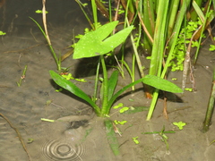 Sagittaria trifolia