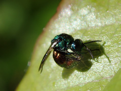 Pseudomalus auratus