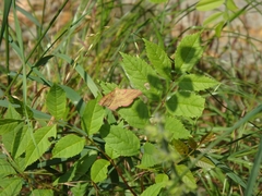 Rhodostrophia calabra