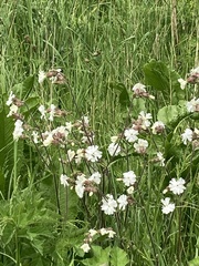 Silene latifolia