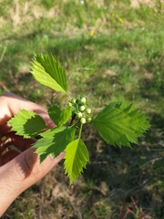 Crataegus chrysocarpa praecox
