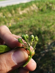 Crataegus chrysocarpa praecox