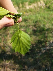 Crataegus chrysocarpa praecox