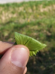 Crataegus chrysocarpa praecox
