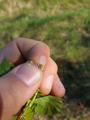 Crataegus chrysocarpa praecox