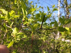 Crataegus chrysocarpa praecox