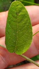 Stylisma humistrata