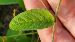 Stylisma humistrata