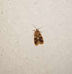 Miltochrista rubricosa