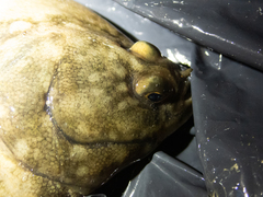 Black Plaice photo 2