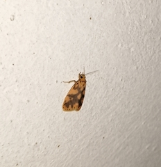 Miltochrista rubricosa