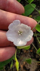 Stylisma humistrata