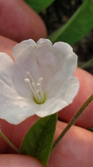 Stylisma humistrata