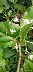 Begonia urophylla