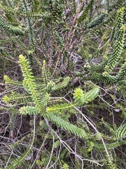 Melaleuca diosmifolia