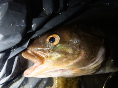 Pleurogrammus azonus