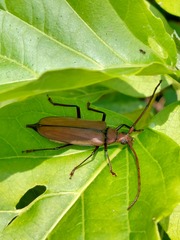 Aegolipton marginale