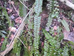 Adiantum incisum