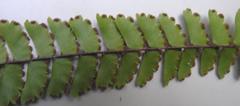 Adiantum incisum