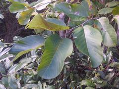 Annona senegalensis senegalensis