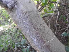 Ficus sycomorus sycomorus