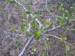 Ormocarpum trichocarpum