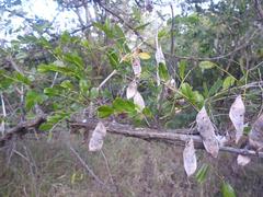 Ormocarpum trichocarpum