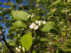 Crataegus fluviatilis