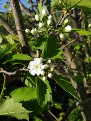 Crataegus fluviatilis