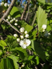 Crataegus fluviatilis