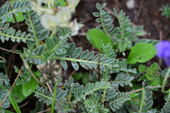 Astragalus tymphresteus
