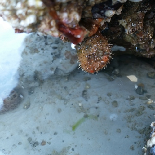 Boltenia villosa