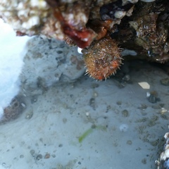 Boltenia villosa