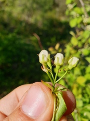 Crataegus fluviatilis