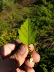Crataegus fluviatilis