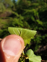 Crataegus fluviatilis