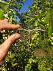 Crataegus fluviatilis