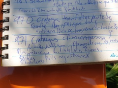 Crataegus fluviatilis