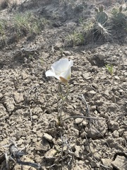 Calochortus ciscoensis