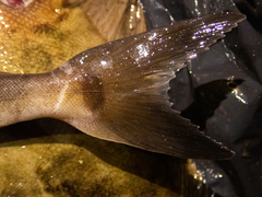 Pleurogrammus azonus