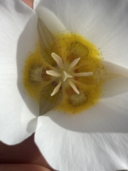 Calochortus ciscoensis