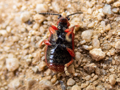 Lilioceris merdigera