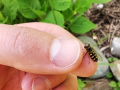 Lapposyrphus lapponicus