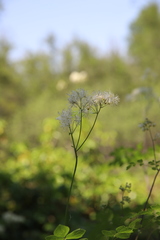 Thalictrum aquilegiifolium