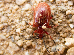 Lilioceris merdigera