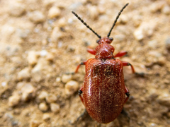 Lilioceris merdigera